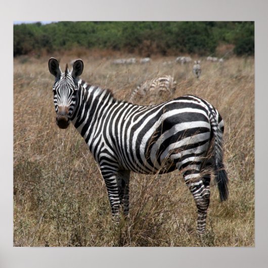 Zebrastreifen Poster (Vorne)