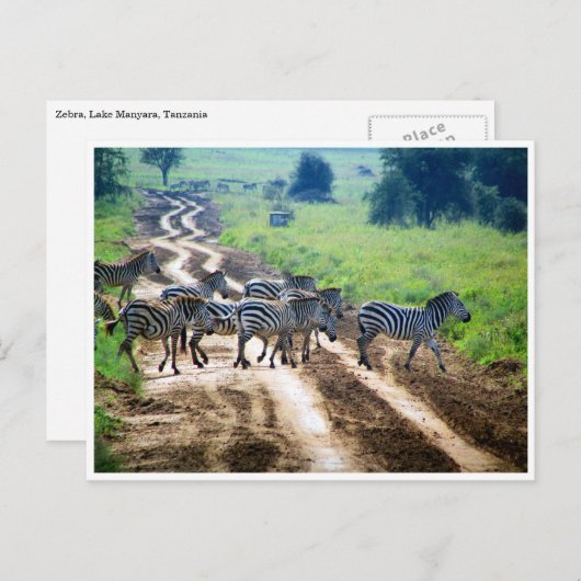 Zebrastreifen Postkarte (Vorne/Hinten)