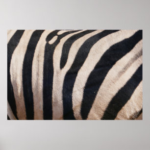 Zebrastreifen Schwarz und Weiß Poster
