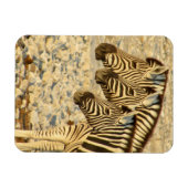 Zebratrio Magnet (Horizontal)