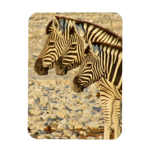 Zebratrio Magnet (Vertikal)