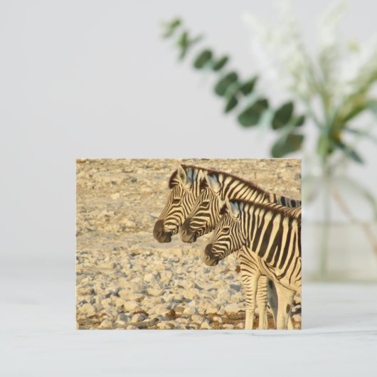 Zebratrio Postkarte (Stehend Vorderseite)