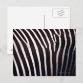 Zebraverstecke Postkarte (Vorne/Hinten)