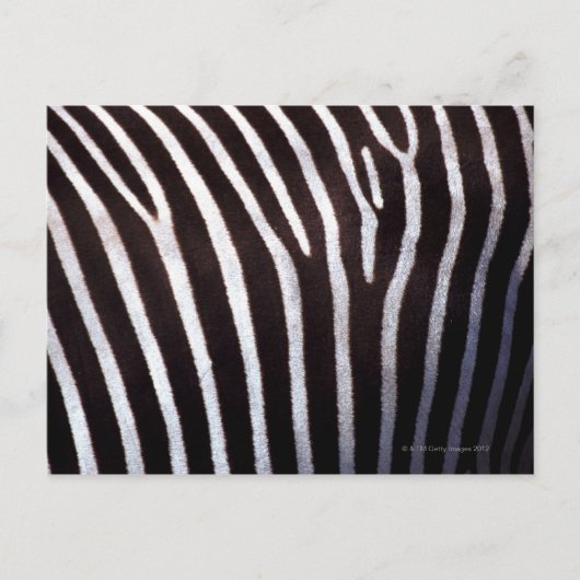 Zebraverstecke Postkarte (Vorderseite)