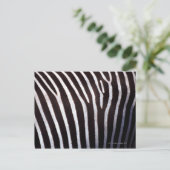Zebraverstecke Postkarte (Stehend Vorderseite)