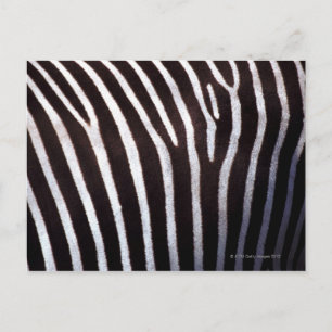 Zebraverstecke Postkarte