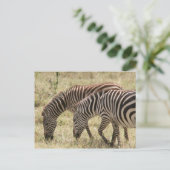 Zebraweide Postkarte (Stehend Vorderseite)
