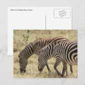 Zebraweide Postkarte (Vorne/Hinten)