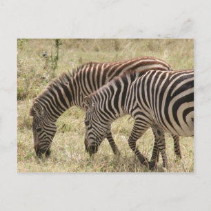 Zebraweide Postkarte