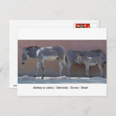 Zebroide Postkarte (Vorne/Hinten)