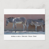 Zebroide Postkarte (Vorderseite)