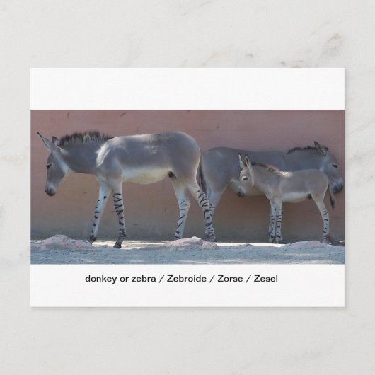 Zebroide Postkarte (Vorderseite)