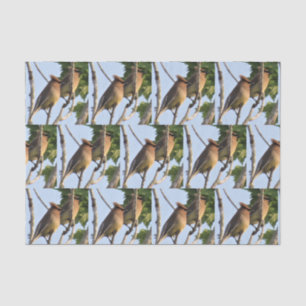 Zedar Waxwing - Backyard Bird Tissue Paper Seidenpapier