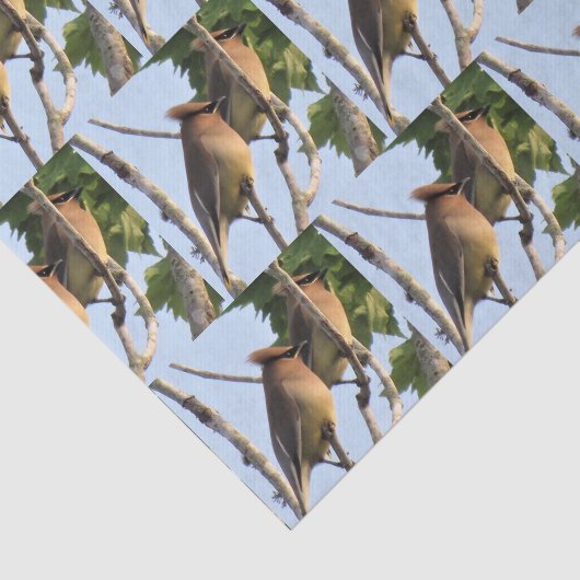 Zedar Waxwing - Backyard Bird Tissue Paper Seidenpapier (Ausschnitt)