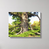 Zeder-Libanon Tree Canvas Print Leinwanddruck (Vorderseite)