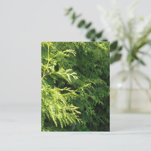 Zedern-Hecke Postkarte (Stehend Vorderseite)