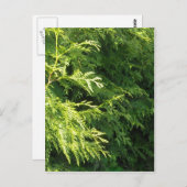 Zedern-Hecke Postkarte (Vorne/Hinten)