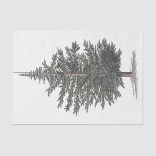 Zedernbaum Pflanze Seidenpapier (Vorderseite)