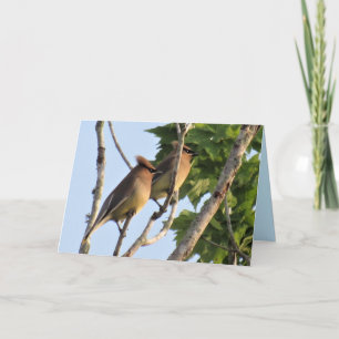 Zedernflügel - Vogelserie im Hinterhof - Faltkarte Feiertagskarte