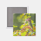 Zedernholz auf einem Baum Magnet (Vorderseite/Rückseite)