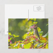 Zedernholz auf einem Baum Postkarte (Vorne/Hinten)