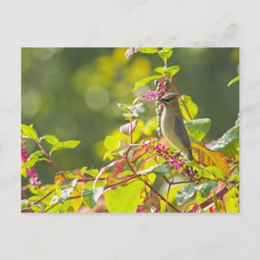 Zedernholz auf einem Baum Postkarte (Vorderseite)
