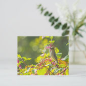 Zedernholz auf einem Baum Postkarte (Stehend Vorderseite)