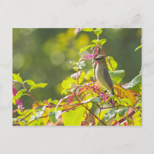 Zedernholz auf einem Baum Postkarte
