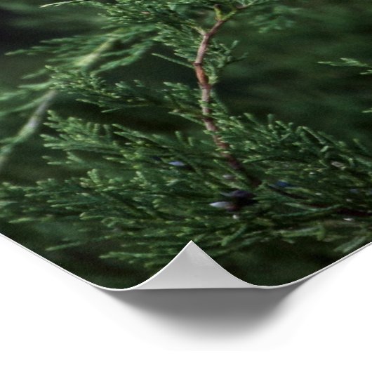 Zedernholz in Bäumen mit Beren Poster (Ecke)