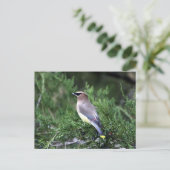 Zedernholz in Bäumen mit Beren Postkarte (Stehend Vorderseite)