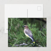 Zedernholz in Bäumen mit Beren Postkarte (Vorne/Hinten)