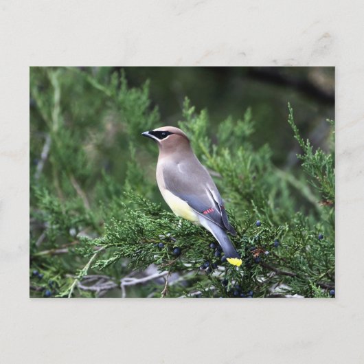 Zedernholz in Bäumen mit Beren Postkarte (Vorderseite)