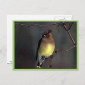 Zedernwachs Postkarte (Vorne/Hinten)