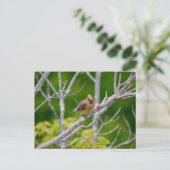 Zedernwachs Postkarte (Stehend Vorderseite)