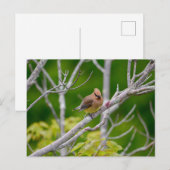 Zedernwachs Postkarte (Vorne/Hinten)