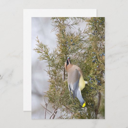 Zedernwagen mit Berry Note Card Dankeskarte (Vorne/Hinten)