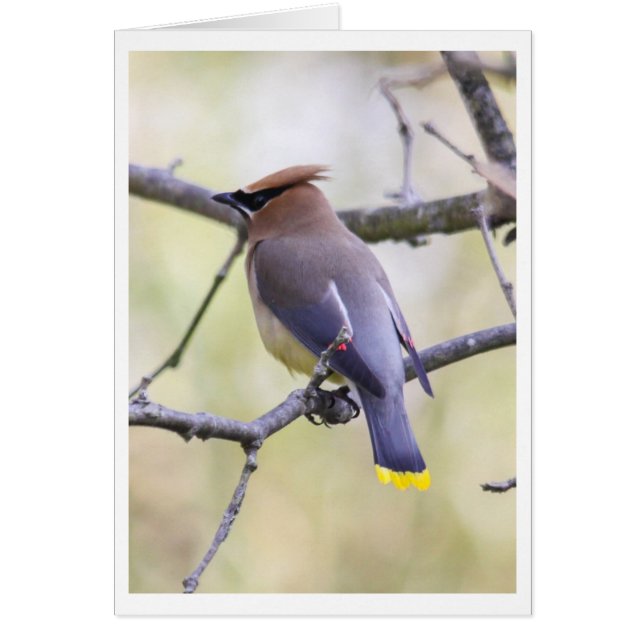 ZederWaxwing (Vorne)