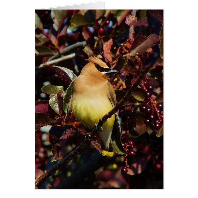 ZederWaxwing (Vorne)