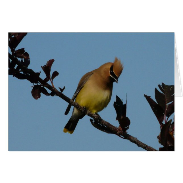 ZederWaxwing 2 (Vorderseite (Horizontal))