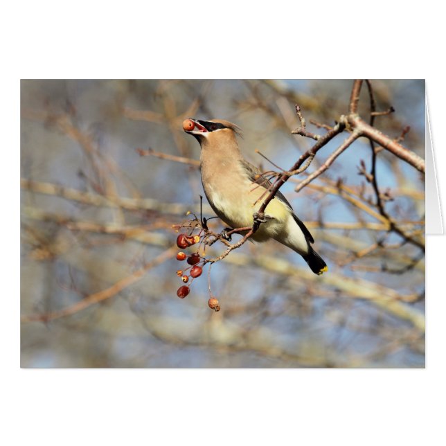 ZederWaxwing, der Beeren isst (Vorderseite (Horizontal))