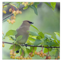 ZederWaxwing