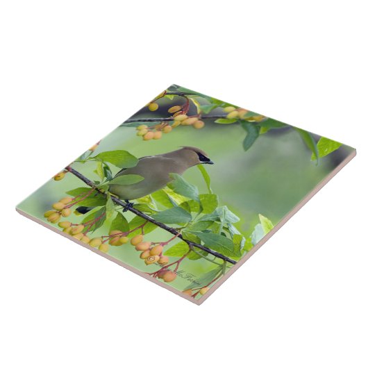 ZederWaxwing Fliese (Seite)