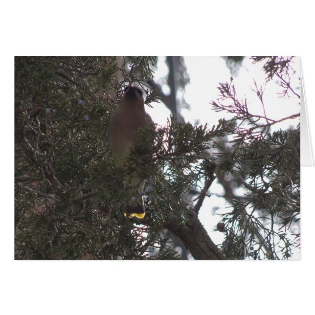 Zederwaxwing-Freude (Vorderseite (Horizontal))