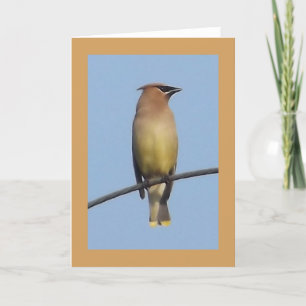 Zederwaxwing-Gruß-Karte Karte