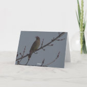 ZederWaxwing Karte (Rückseite)