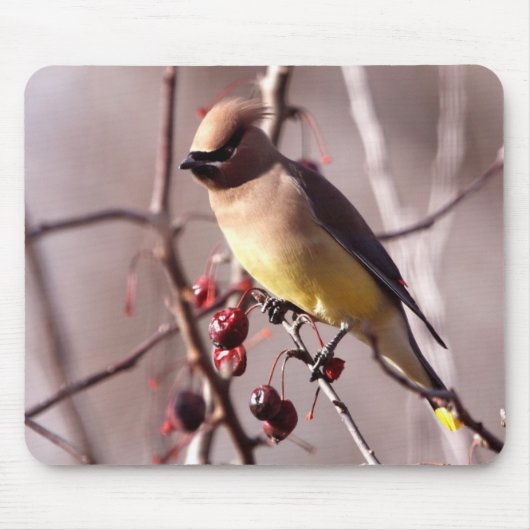 Zederwaxwing-Mausunterlage Mousepad (Vorne)