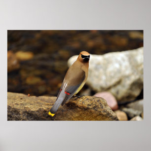 Zederwaxwing-Plakat Poster