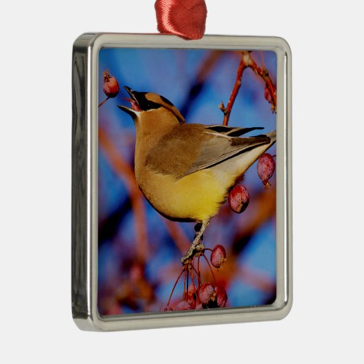 ZederWaxwing Silbernes Ornament (Rechts)