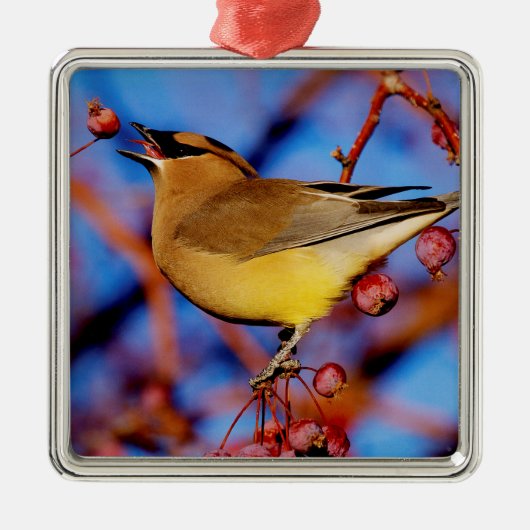ZederWaxwing Silbernes Ornament (Vorne)