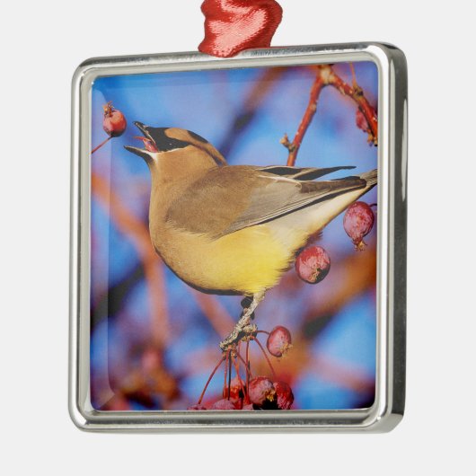 ZederWaxwing Silbernes Ornament (Links)